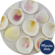 8482 - Cockle Shells - 50 Pack